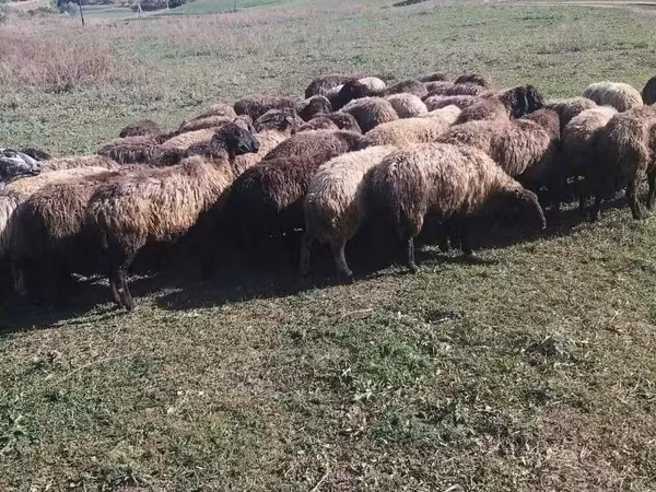 Ram, Sheep — Moldova
