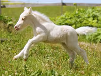 اسب نر, American shetland pony — عکس 3