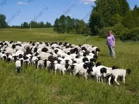 แกะตัวผู้, Dorper sheep — รูปภาพ 2