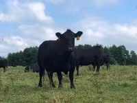 ወንድ በሬ, Aberdeen-Angus — ፎቶ 2