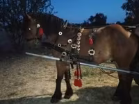 Kuda jantan, Horses — foto 5