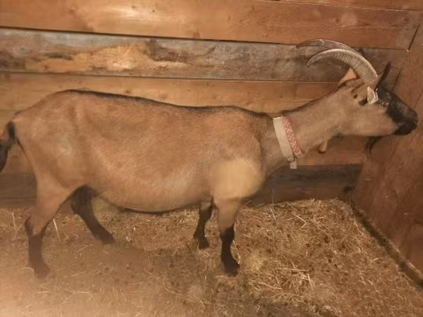 Goat, Alpine goat