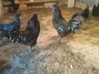 Ayam Cemani — Foto 5