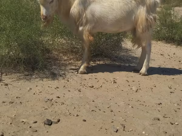 Cabro, Cabras