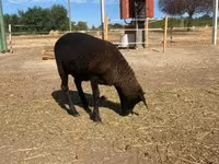 Widder, Cameroon sheep — Foto 2