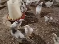 Chickens — عکس 2