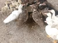 Ducks — foto 4