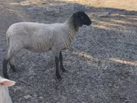 Får, Tsigai sheep — foto 3