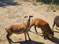 ভেড়ার পাঁঠা, Cameroon sheep — ছবি 3