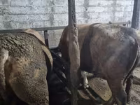 Banteng, Cattle — foto 3