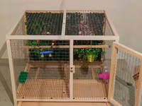 Papuqay,dovşan,hamster,şinşila,bildirçin,cücə,xamyak,pişik,quş,tısbağa — عکس 4