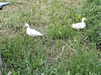 Ducks — sawirka 3