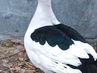 Ducks — ფოტო 2