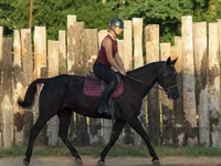 Kuda betina, Quarter Horse — foto 7