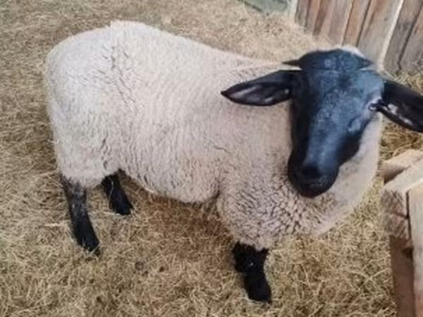 Pecora, White Suffolk sheep