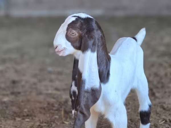 암염소, Kamori goats