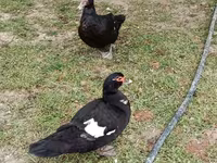 Ducks — foto 8