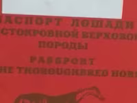 घोड़ी, Thoroughbred horse — फ़ोटो 7
