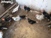 Chickens — 写真 6