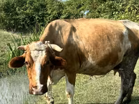 Kuh, Simmental cattle — Foto 1