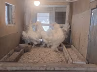 Chickens — foto 6