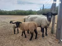 Schaap, White Suffolk sheep — foto 5