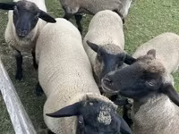 Montone, White Suffolk sheep — foto 4