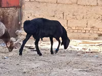 قوچ, گوسفند — عکس 3
