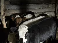 Toro, Bovini — foto 2