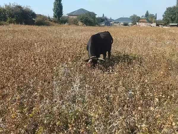 İnek, Sığır