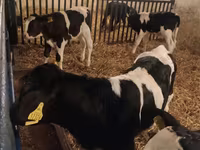 Toro, Russian Black pied cattle — foto 3