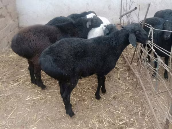 قوچ, Rhon sheep