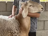 Kambing jantan, Arashan sheep — foto 2