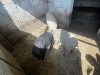 خوک ماده, Мангалица — عکس 5