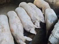 Babi betina, Макстер — foto 2