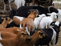 میش, Cameroon sheep — عکس 2