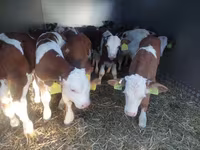 گاو نر, Simmental cattle — عکس 1