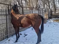 ม้าตัวผู้, Arabian horse — รูปภาพ 3