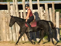 Kuda betina, Quarter Horse — foto 6