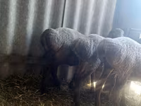 Ovce, Arashan sheep — foto 3