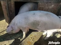 Knur, Крупная белая — zdjęcie 2
