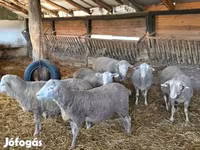 Carneiro, Merino sheep — foto 1