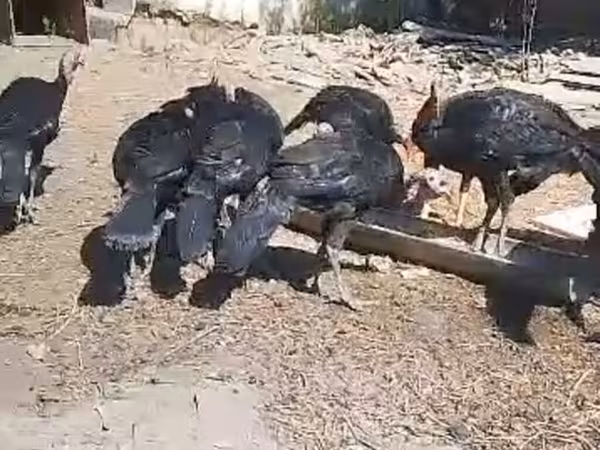 Turkeys — Kyrgyzstan