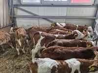 โคเนื้อ (เป็นล็อต, ไม่ระบุเพศ), Simmental cattle — รูปภาพ 2