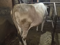 گاو ماده, Simmental cattle — عکس 6