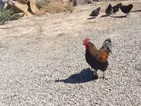 Chickens — عکس 3