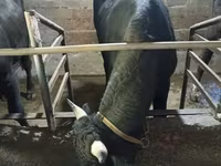 Toro, Aberdeen Angus — foto 2