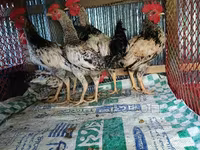 Chickens — foto 5