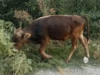 Bull, Cattle — photo 5