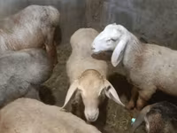 Вівця, Rhon sheep — фото 2
